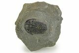 Detailed Gerastos Trilobite Fossil - Morocco #377246-3